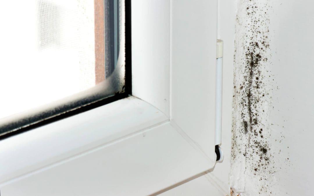 How to Control Mold Growth In Your Home